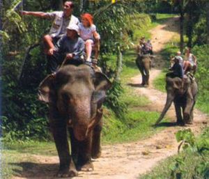 Bali Elephant Tour, Cheap Bali Tour Driver