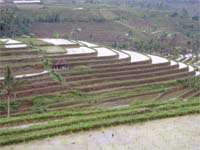 Bali Tour - Rice Terrace
